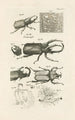 Le livre de la nature ou L'histoire des insectes Pl30 - Jan Swammerdam — Ansicht des Kunstwerks