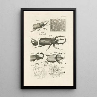 Jan Swammerdam - The book of nature or The history of insects Pl30.webp