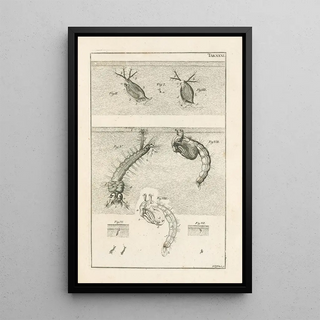 Jan Swammerdam - The book of nature or The history of insects Pl31.webp