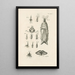 Le livre de la nature ou L'histoire des insectes Pl35 - Jan Swammerdam — gerahmtes Bild an der Wand