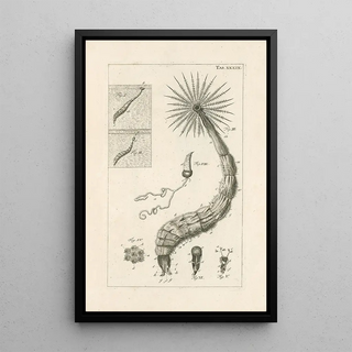 Jan Swammerdam - The book of nature or The history of insects Pl39.webp