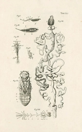 Jan Swammerdam - The book of nature or The history of insects Pl41.webp