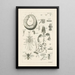 Das Buch der Natur oder L'histoire des insectes Pl43 - Jan Swammerdam — gerahmtes Bild an der Wand