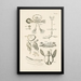 Le livre de la nature ou L'histoire des insectes Pl52 - Jan Swammerdam — gerahmtes Bild an der Wand