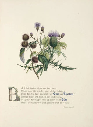 Jane Elizabeth Giraud - Burrs and thistles elm.webp
