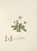 Marguerites - Jane Elizabeth Giraud — Ansicht des Kunstwerks