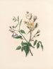 Die Blumenfest Pl11 - Jane Elizabeth Giraud — Ansicht des Kunstwerks