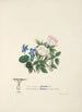 Violette und Rosen - Jane Elizabeth Giraud — Ansicht des Kunstwerks