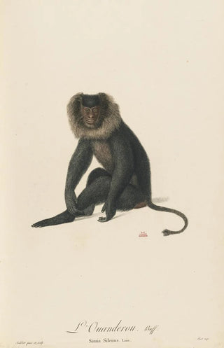 JeanBaptiste Audebert - LOuanderou.webp