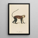 La Mone - Jean-Baptiste Audebert — gerahmtes Bild an der Wand