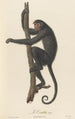 Le Coaïta - Jean-Baptiste Audebert — Ansicht des Kunstwerks