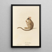 Le Galago - Jean-Baptiste Audebert — gerahmtes Bild an der Wand