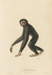 Der Gibbon - Jean-Baptiste Audebert — Ansicht des Kunstwerks