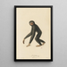 Der Gibbon - Jean-Baptiste Audebert — gerahmtes Bild an der Wand
