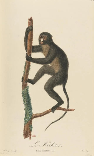 JeanBaptiste Audebert - Le Hocheur.webp