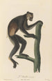 L'Indri - Jean-Baptiste Audebert — Ansicht des Kunstwerks