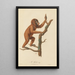 Le Jocko - Jean-Baptiste Audebert — gerahmtes Bild an der Wand