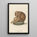 Der faulen Loris - Jean-Baptiste Audebert — gerahmtes Bild an der Wand