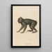 Der Mandrill - Jean-Baptiste Audebert — gerahmtes Bild an der Wand