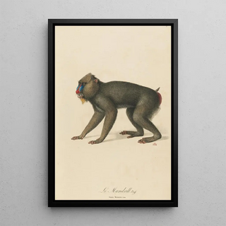 JeanBaptiste Audebert - Le Mandrill.webp