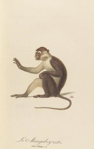 JeanBaptiste Audebert - Le Mangabey varit a.webp
