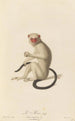 Le Mico - Jean-Baptiste Audebert — Ansicht des Kunstwerks