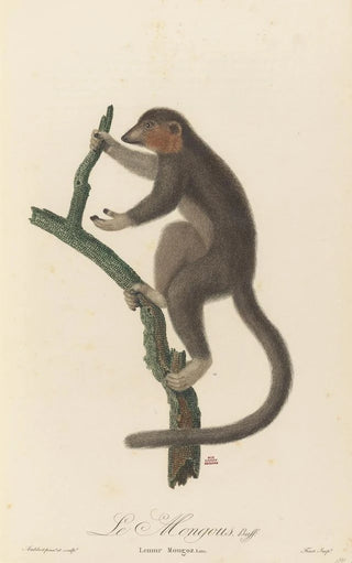 JeanBaptiste Audebert - Le Mongous.webp