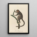 Le Mongous - Jean-Baptiste Audebert — gerahmtes Bild an der Wand