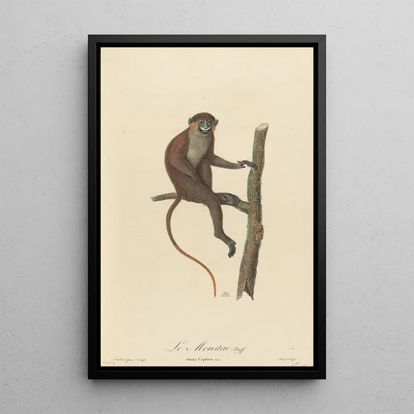 JeanBaptiste Audebert - Le Moustac.webp