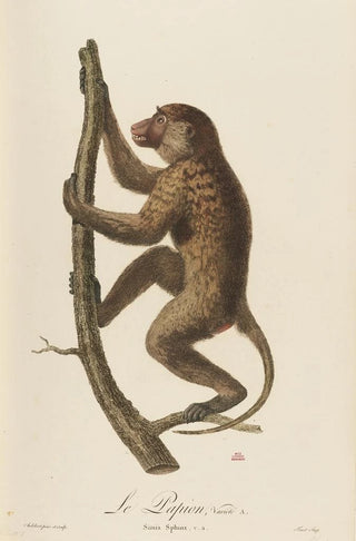 JeanBaptiste Audebert - Le Papion varit A.webp