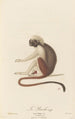 Le Pinché - Jean-Baptiste Audebert — Ansicht des Kunstwerks