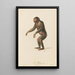 Le Pongo - Jean-Baptiste Audebert — gerahmtes Bild an der Wand