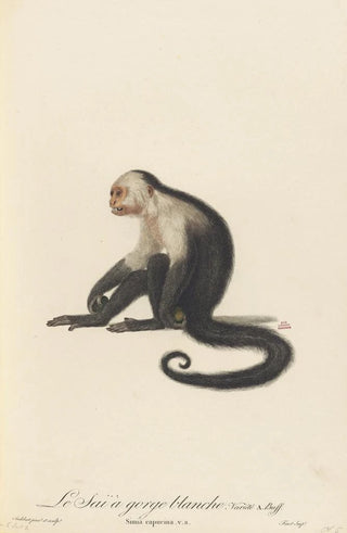 JeanBaptiste Audebert - Le Sai a gorge blanche.webp