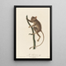 Le Tarsier - Jean-Baptiste Audebert — gerahmtes Bild an der Wand