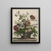 Einfacher Gänseblümchen Anemone Jasmin - Jean-Baptiste Monnoyer — gerahmtes Bild an der Wand