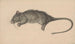 Totter Ratte - Jean Bernard — Ansicht des Kunstwerks