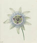 Fleur de la passion - Jean Bernard — Ansicht des Kunstwerks
