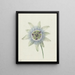 Fleur de la passion - Jean Bernard — gerahmtes Bild an der Wand