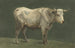 Stier stehend nach rechts - Jean Bernard — Ansicht des Kunstwerks