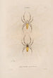 Insekten gesammelt in Afrika und Amerika Pl02 - Jean Gabriel Prêtre — Ansicht des Kunstwerks