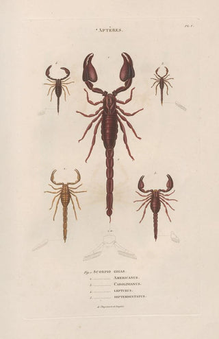 Jean Gabriel Pretre - Insectes recueillis en Afrique et en Amrique Pl04.webp