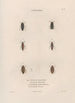 Insekten gesammelt in Afrika und Amerika Pl07 - Jean Gabriel Prêtre — Ansicht des Kunstwerks