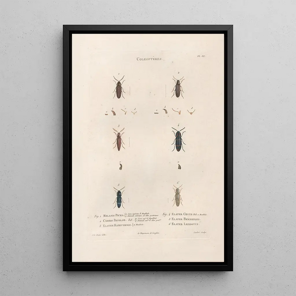 Jean Gabriel Pretre - Insectes recueillis en Afrique et en Amrique Pl10.webp