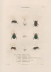 Insekten gesammelt in Afrika und Amerika Pl14 - Jean Gabriel Prêtre — Ansicht des Kunstwerks