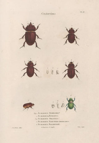Jean Gabriel Pretre - Insectes recueillis en Afrique et en Amrique Pl22.webp