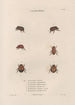 Insekten gesammelt in Afrika und Amerika Pl24 - Jean Gabriel Prêtre — Ansicht des Kunstwerks