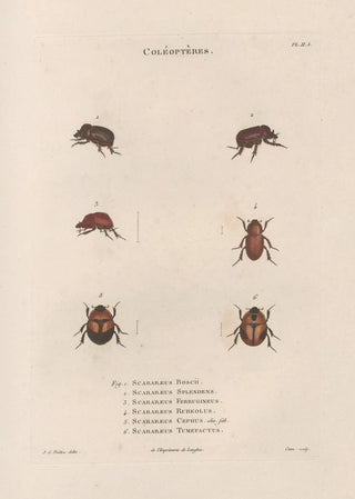 Jean Gabriel Pretre - Insectes recueillis en Afrique et en Amrique Pl24.webp