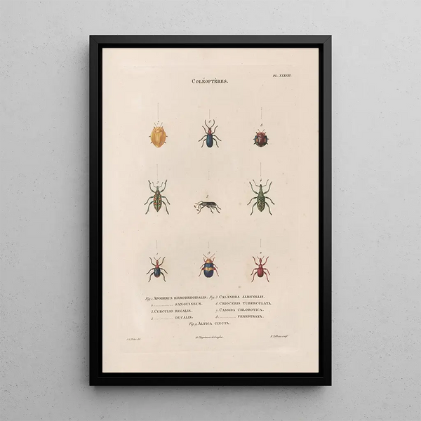 Jean Gabriel Pretre - Insectes recueillis en Afrique et en Amrique Pl30.webp