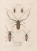 Insekten gesammelt in Afrika und Amerika Pl33 - Jean Gabriel Prêtre — Ansicht des Kunstwerks