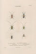 Insekten gesammelt in Afrika und Amerika Pl35 - Jean Gabriel Prêtre — Ansicht des Kunstwerks